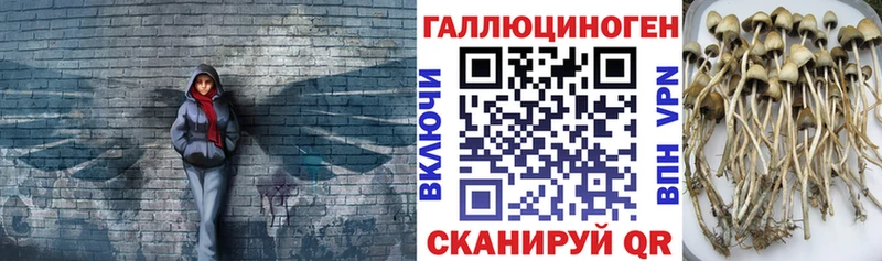 OMG вход  Мытищи  Псилоцибиновые грибы MAGIC MUSHROOMS 
